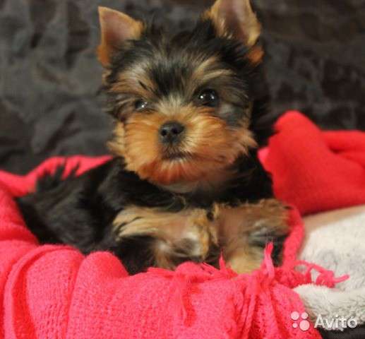 Йоркширский терьер мини в Новокузнецке фото 5