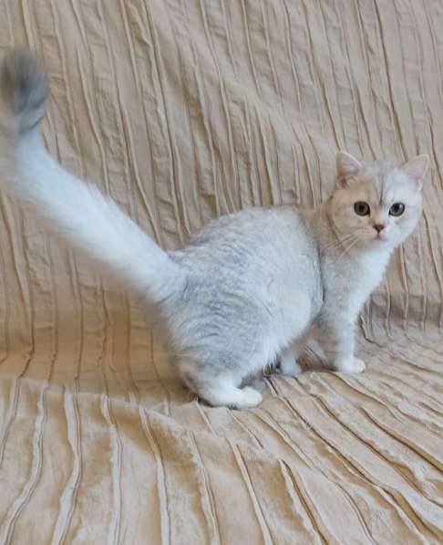 Котята Шотландской кошки из питомника в Воронеже фото 3