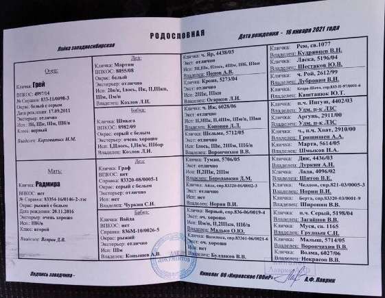 Западно-сибирская лайка, девочка в Кирове фото 3