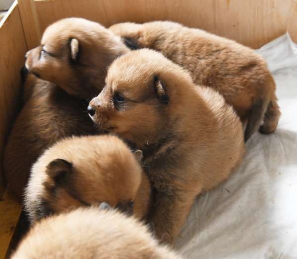 Щенки финского шпица / карело-финской лайки в Москве фото 7