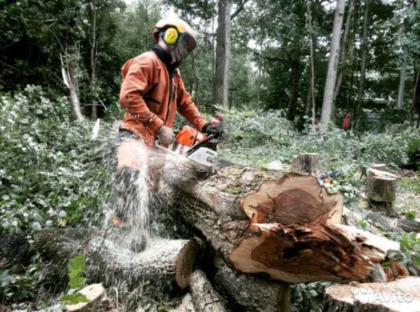 Удаление деревьев и расчистка участка в Жуковском