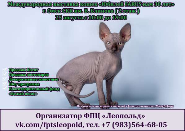 Kittens of the Canadian Sphinx в