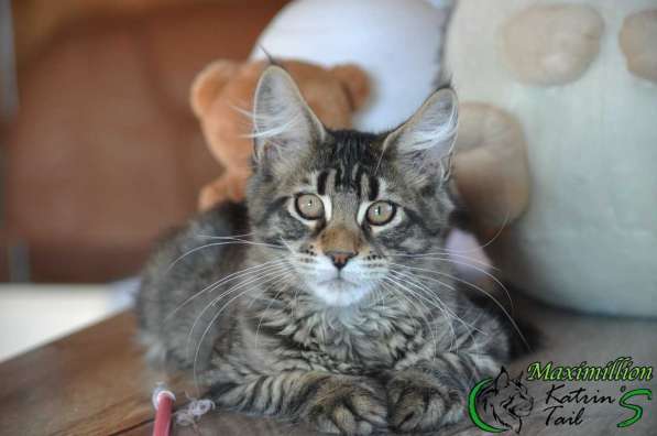 Kitten Maine Coon Male в Ростове-на-Дону фото 3