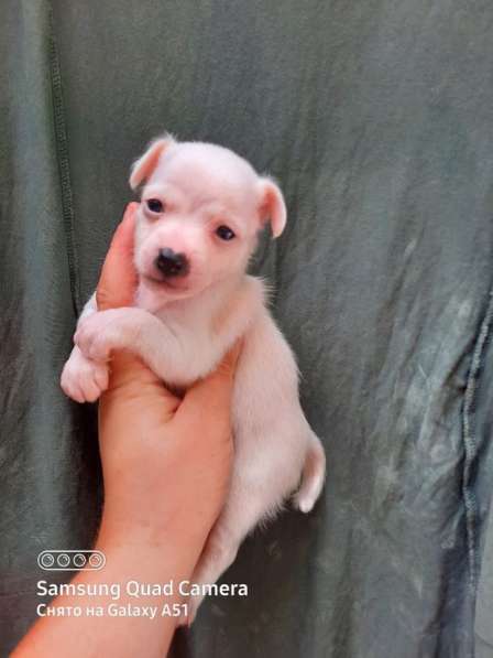 Чихуахуа малыши в Краснодаре