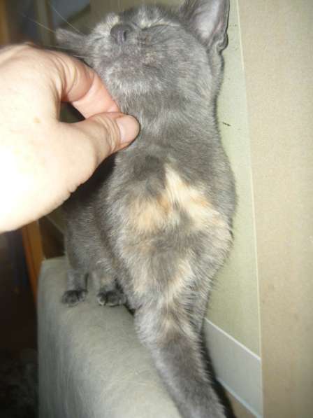 Котенок в добрые руки в Орле фото 3