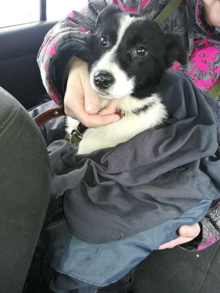 Стрелка ищет дом!!! в Чайковском фото 12