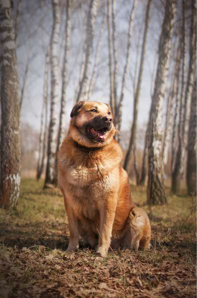 Кохинор ищет семью в Москве фото 25