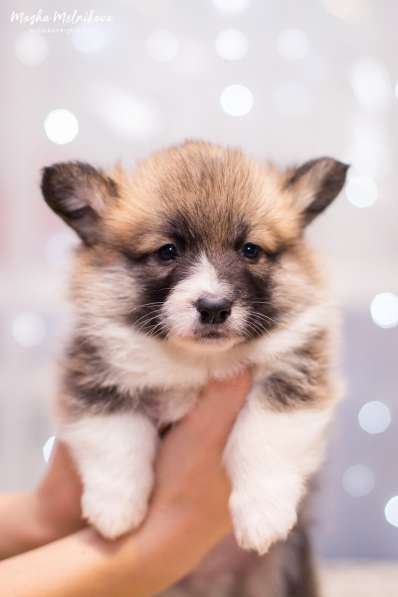 Вельш корги пемброк в Краснодаре фото 8