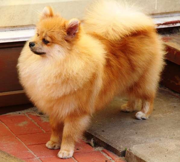 Щенки шпица в Раменское фото 27