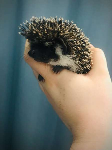 Ёжик африканский карликовый в Москве фото 3