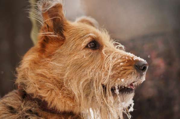 Мухтар ищет семью в Москве фото 34