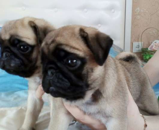 Абрикосовый мопс в Ижевске фото 4