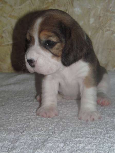 Щенки бигля. Питомник биглей БЕВАН-ДО (РКФ) в Москве фото 6