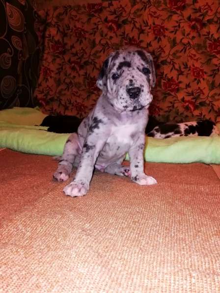 Щенки немецкого дога в Кургане фото 3