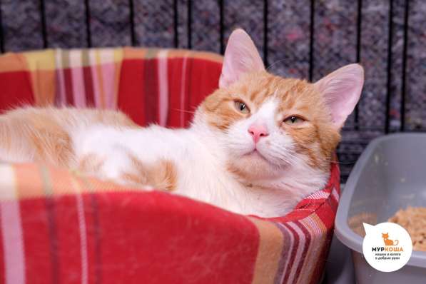 Неунывающий Тулуз ждет верного друга в Москве