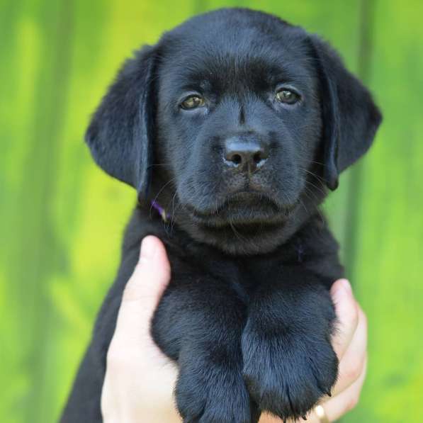 Щенки лабрадора- ретривера в фото 22