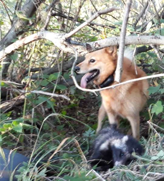 Щенки финского шпица / карело-финской лайки в Москве фото 8