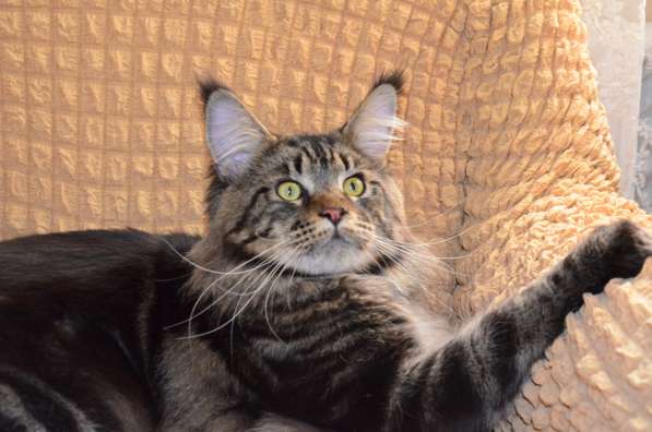 Породистые котята в Кисловодске фото 5