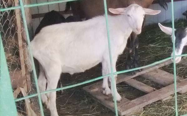 Чистопородные зааненские козлики в Голицыне фото 28