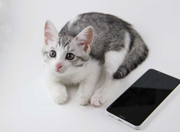 Отдам котят в добрые руки в Москве фото 12