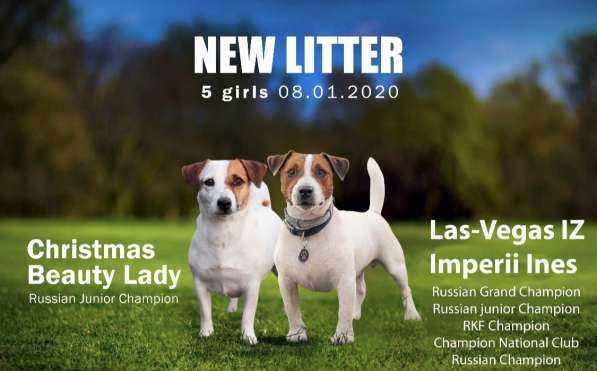 Щенки Джек Рассел терьер от титулованных родителей в Смоленске