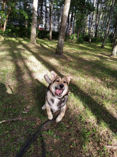 Тася в добрые руки в Ногинске фото 14