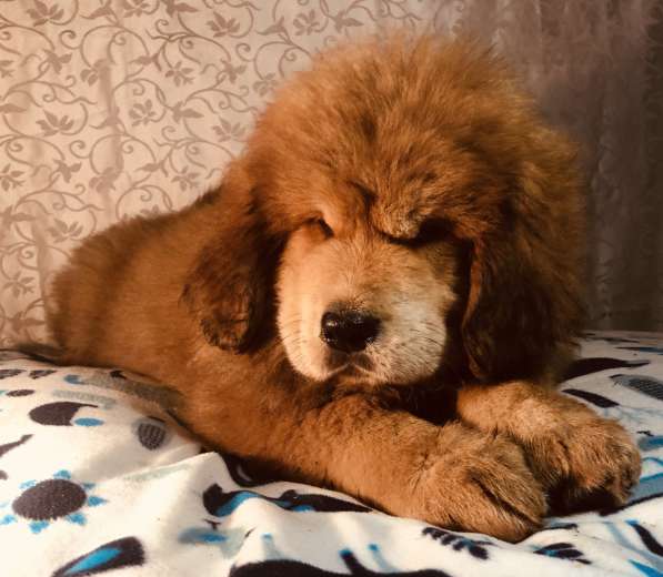 Тибетский мастиф щенки в Твери фото 12