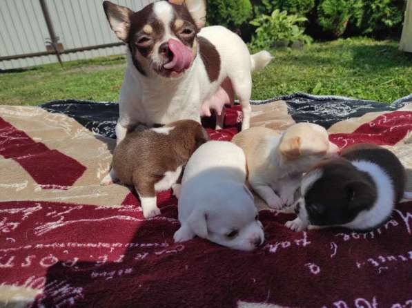 Chihuahua puppies в 