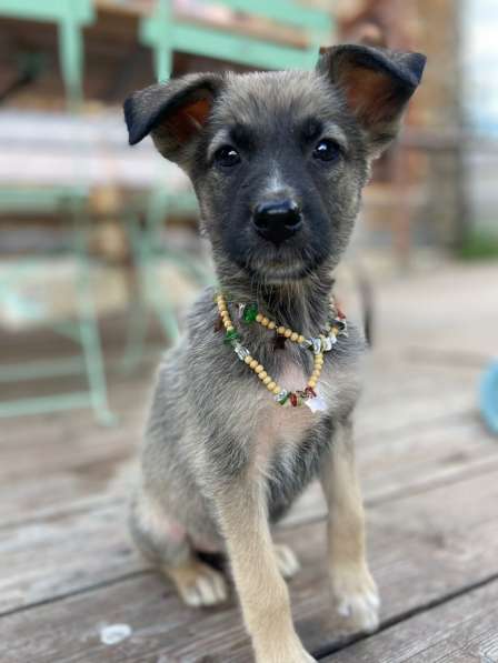 Щенки мальчики и девочки в добрые руки в Москве фото 10