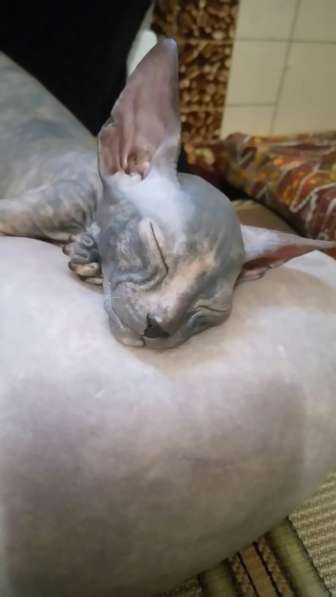 Кошка донского сфинкса в Азове фото 3