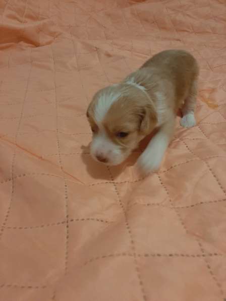 Продам щенков в фото 19