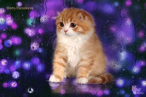 Котенок - счастье в дом в Санкт-Петербурге
