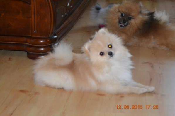 Домашний любимец