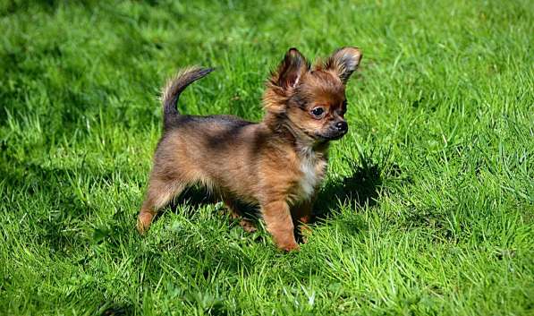 Миниатюрные щенки чихуахуа в Санкт-Петербурге фото 3