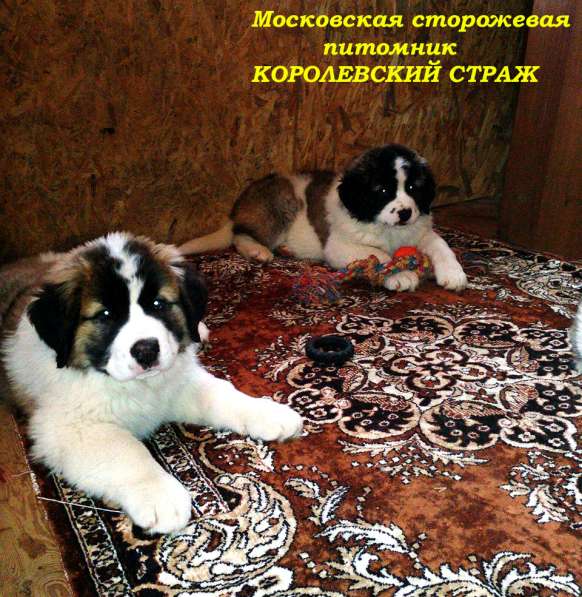 Московская Сторожевая Щенки клубные. Документы. Доставка в 