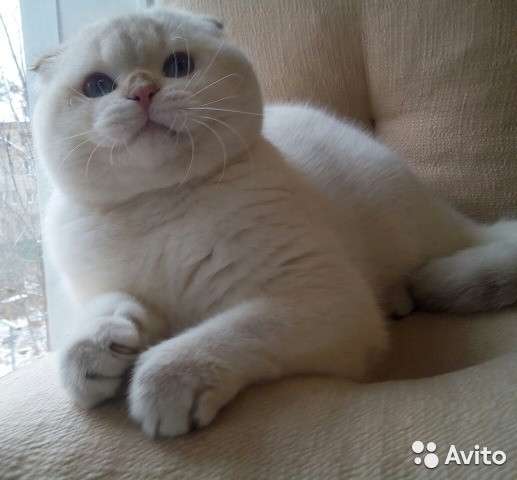 Вязка с вислоухим котом можно за котёнка в Костроме фото 3