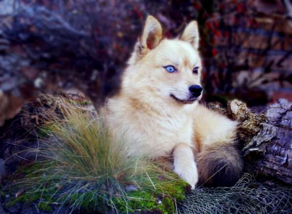 Помски - прекрасная новая порода собак! в фото 16