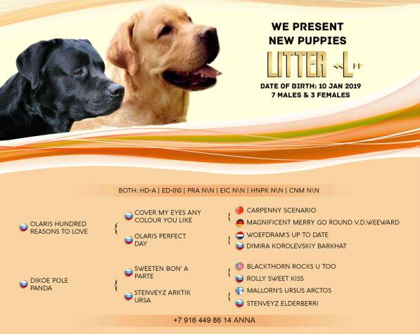 Щенки лабрадора черные и палевые в Дмитрове