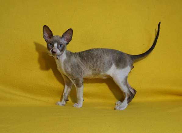 Корнишатки в Москве фото 5