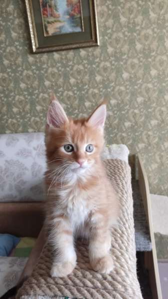 Продажа породистых котята породы Мейн-кун в Москве фото 26