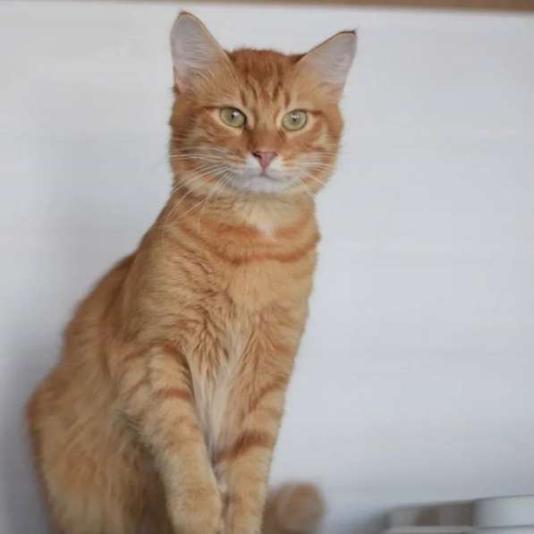 Рыжий красавец котик Оскар ищет семью! в Москве