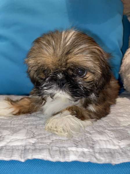 Щенки ши-тцу в Санкт-Петербурге фото 8