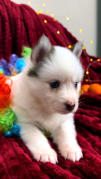 Pomsky Puppys в Санкт-Петербурге фото 10