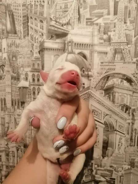 Щенки стаффорд в Коряжме фото 10