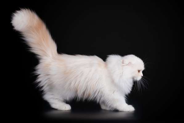 Котенок - счастье в дом в Санкт-Петербурге