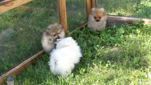 Щенок померанского шпица- микро - медвежонок в фото 3