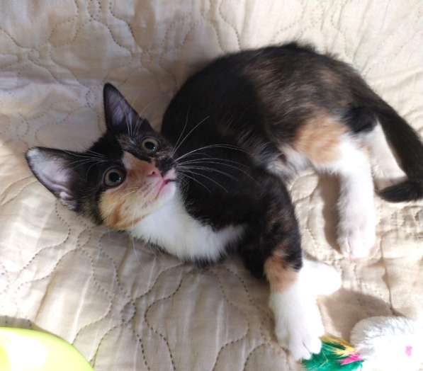 Котенок в добрые руки. Ксюша, девчушка-очаровашка в Москве фото 14