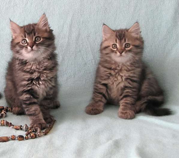 Сибирские котята в Петропавловск-Камчатском фото 8