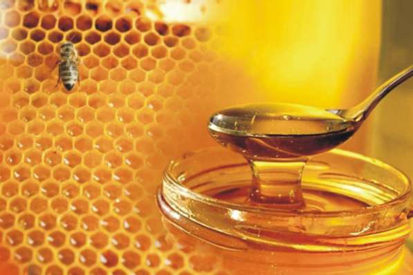 Куплю оптом мед