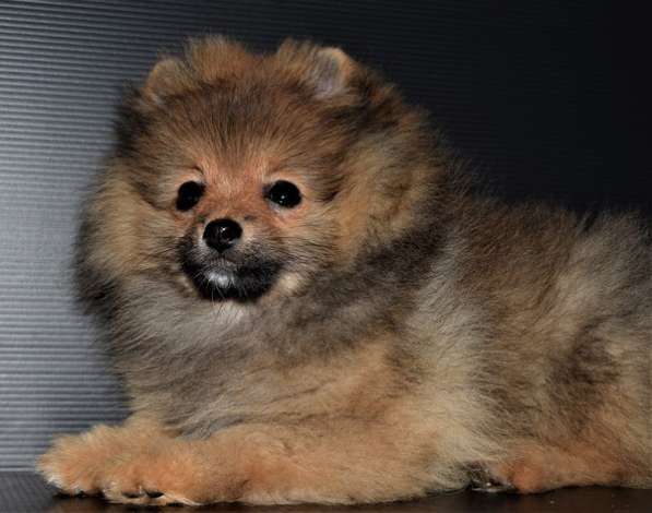 Лапочка в Одинцово фото 11